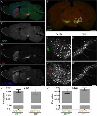 Two eARCHT3.0 Lines for Optogenetic Silencing of Dopaminergic and Serotonergic Neurons